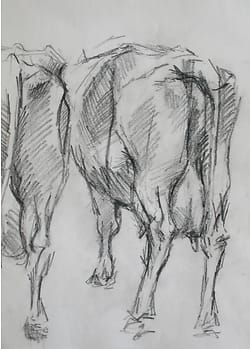 Potloodtekening van twee koeienkonten, getekend op de veemarkt in purmerend in 1973.