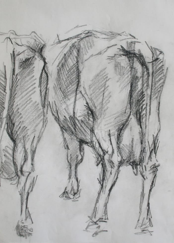 Potloodtekening van twee koeienkonten, getekend op de veemarkt in purmerend in 1973.